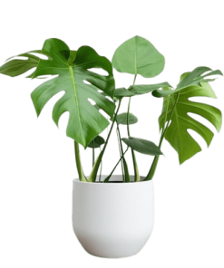 Cây Trầu Bà Nam Mỹ (MONSTERA DELIOSA)