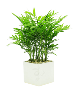 Cây Cau Tiểu Trâm