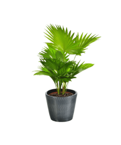 Cây Cọ VIệt