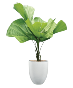 Cây Kè Nhật