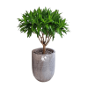 Cay truc bach hop