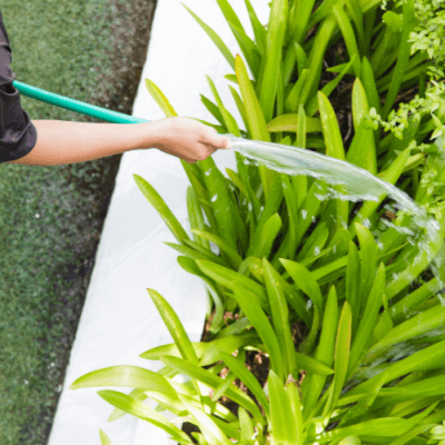 Cách Tưới Nước Cho Cỏ Nhung Nhật Sau Khi Trồng