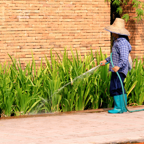 cham soc tuoi nuoc 1