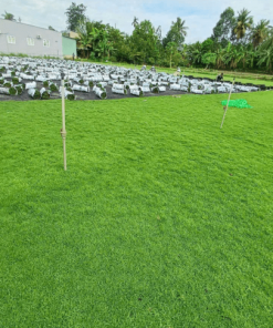 Mua Cỏ Nhung Nhật Tại TP.HCM Và Thủ Đức – Giao Hàng Tận Nơi, Tư Vấn Miễn Phí