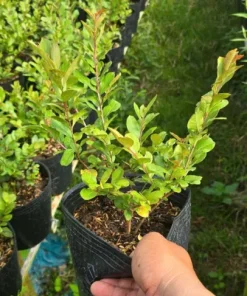 Cung Cấp Cây Hoa Tường Vi Giá Tốt – OnGreen Giao Hàng Nhanh Tận Nơi