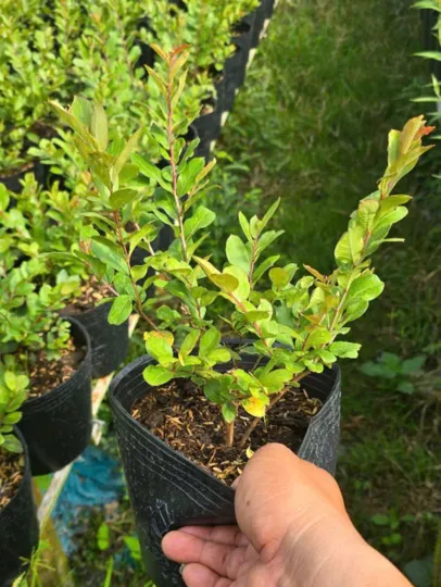 anh-san-pham-cung-cap-cay-hoa-tuong-vi-gia-tot-giao-nhanh Cung Cấp Cây Hoa Tường Vi Giá Tốt – OnGreen Giao Hàng Nhanh Tận Nơi