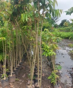 Cây Bằng Lăng Tím