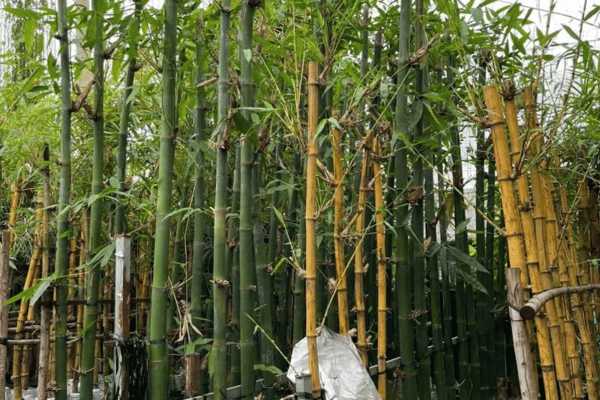 Cây Tre Thân Vàng