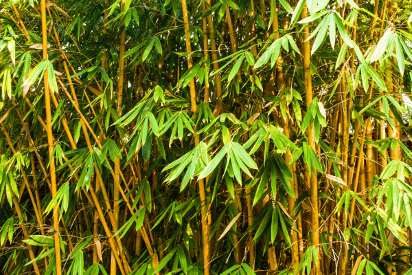 Cây Tre Thân Vàng