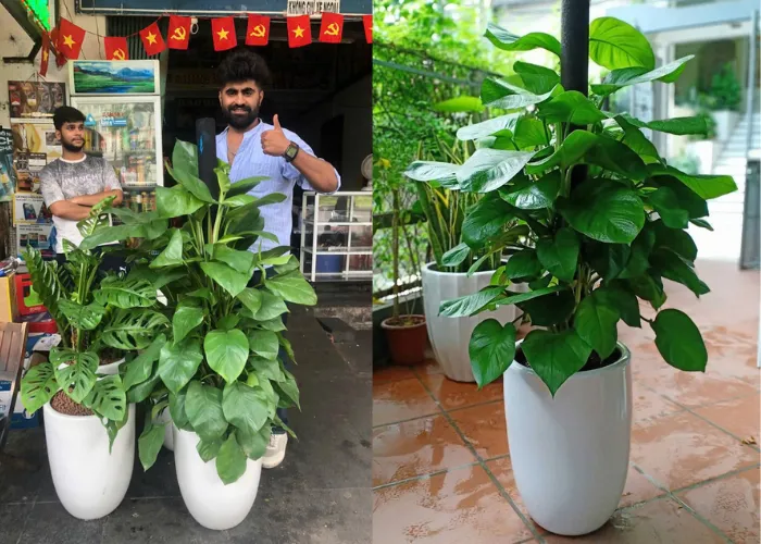 Cây Trầu Bà Leo Cột – Cây Nội Thất Lọc Không Khí, Hợp Phong Thủy 2025