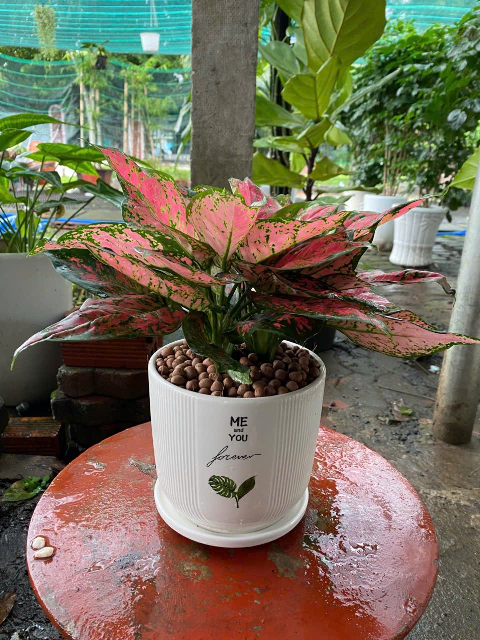 Cây vạn lộc để bàn cho văn phòng và nhà ở
