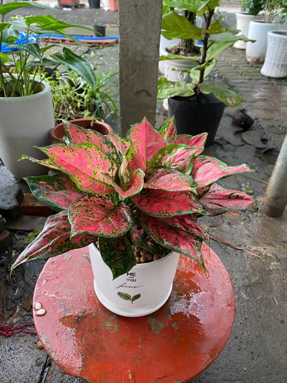 Cây vạn lộc để bàn cho văn phòng và nhà ở