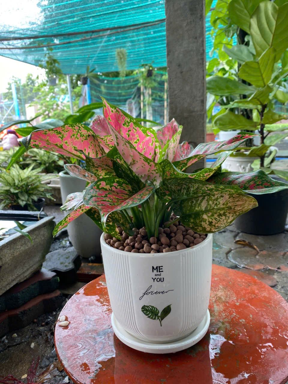 Cây vạn lộc để bàn cho văn phòng và nhà ở