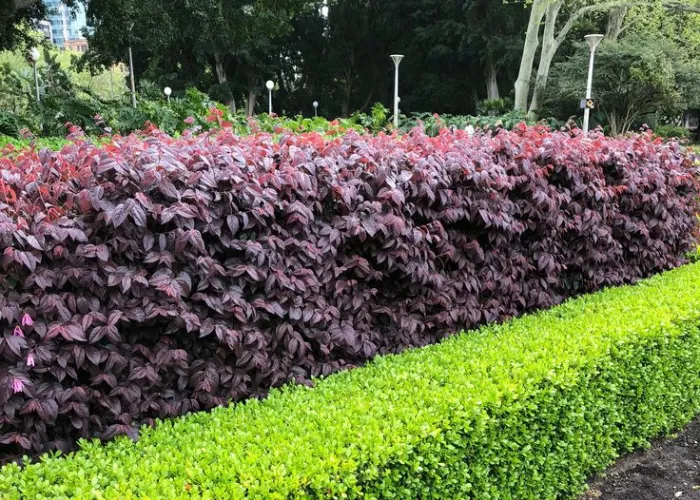 Cây Chuỗi Ngọc Trồng Viền