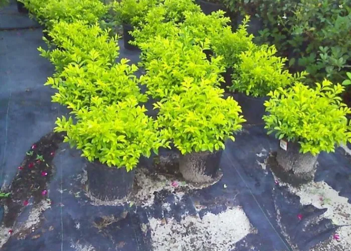 Cây Chuỗi Ngọc Trồng Viền