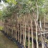 chuong vang