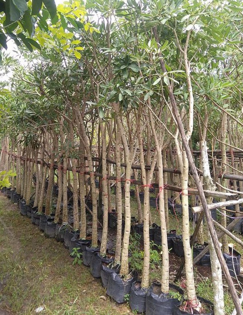 chuong vang