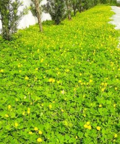 Cỏ Đậu Phộng