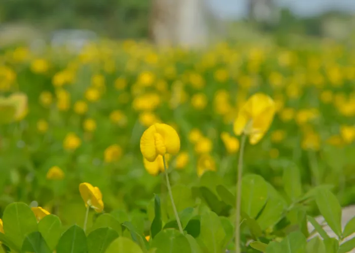 Cỏ Đậu Phộng – Giải Pháp Phủ Xanh Hiệu Quả Cho Cảnh Quan