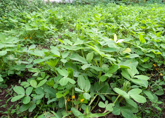 Cỏ Đậu Phộng – Giải Pháp Phủ Xanh Hiệu Quả Cho Cảnh Quan