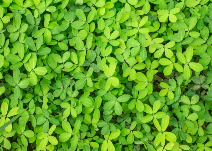 Cỏ Đậu Phộng – Giải Pháp Phủ Xanh Hiệu Quả Cho Cảnh Quan