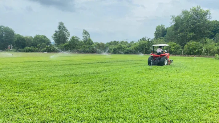 Quy Trình Bảo Dưỡng Thảm Cỏ Định Kỳ