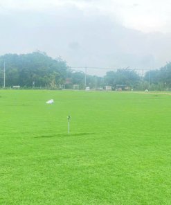 Cỏ Paspalum