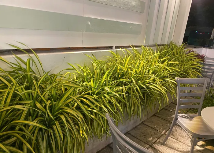 Cây Dứa Sọc Vàng