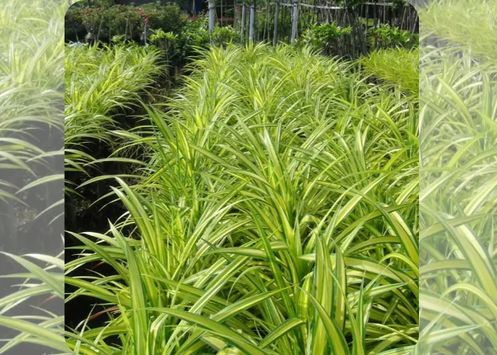 Cây Dứa Sọc Vàng