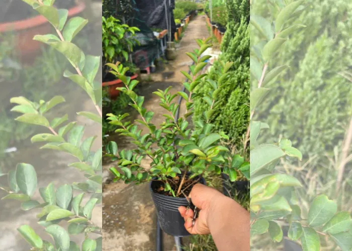 Tường vi 6 Cung Cấp Cây Hoa Tường Vi Giá Tốt – OnGreen Giao Hàng Nhanh Tận Nơi