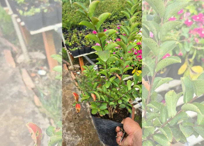Tường vi 7 Cung Cấp Cây Hoa Tường Vi Giá Tốt – OnGreen Giao Hàng Nhanh Tận Nơi