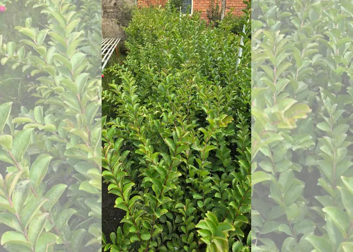 Tường vi 8 Cung Cấp Cây Hoa Tường Vi Giá Tốt – OnGreen Giao Hàng Nhanh Tận Nơi