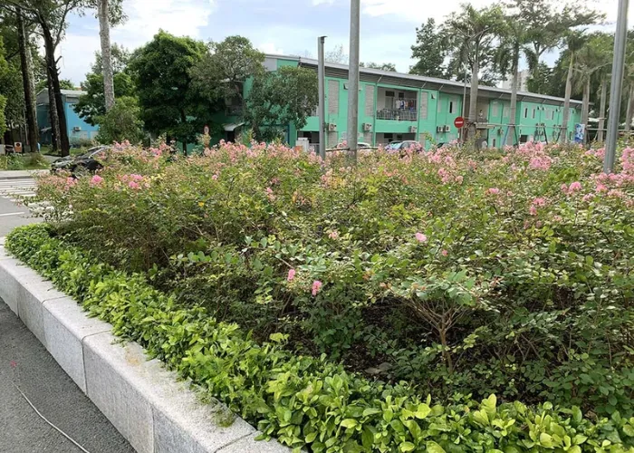 Tường vi 4 Cung Cấp Cây Hoa Tường Vi Giá Tốt – OnGreen Giao Hàng Nhanh Tận Nơi