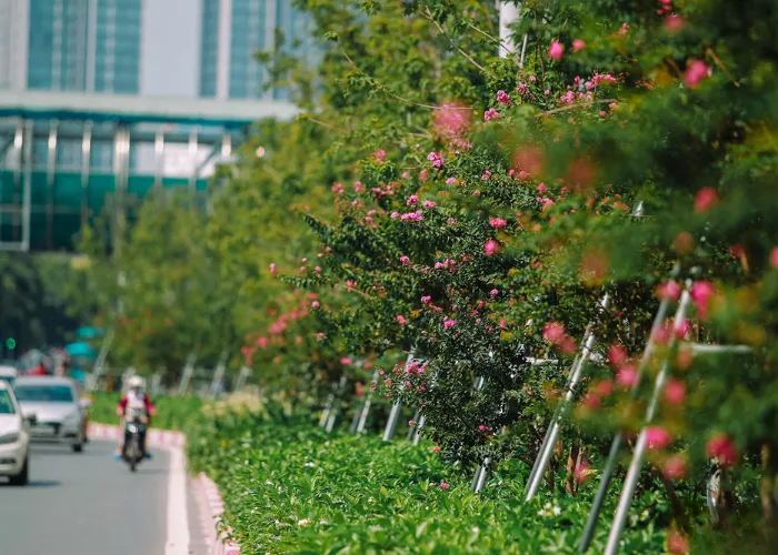Tường vi 3 Cung Cấp Cây Hoa Tường Vi Giá Tốt – OnGreen Giao Hàng Nhanh Tận Nơi