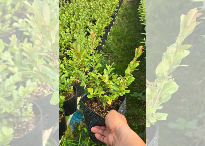Tường vi 5 Cung Cấp Cây Hoa Tường Vi Giá Tốt – OnGreen Giao Hàng Nhanh Tận Nơi
