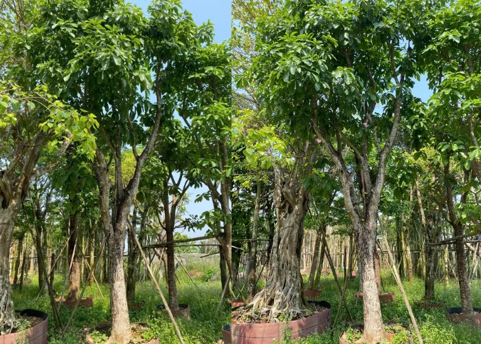 Giá Cây Lộc Vừng Trồng Sân Vườn: Gợi Ý Mẫu Cây Đẹp – Giá Tốt 2025