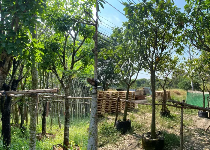Giá Cây Lộc Vừng Trồng Sân Vườn: Gợi Ý Mẫu Cây Đẹp – Giá Tốt 2025