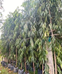 Cây Hoàng Nam