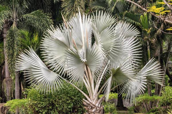 Cây Kè Bạc