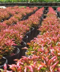 Diệu Kỷ Đỏ - ONGREEN
