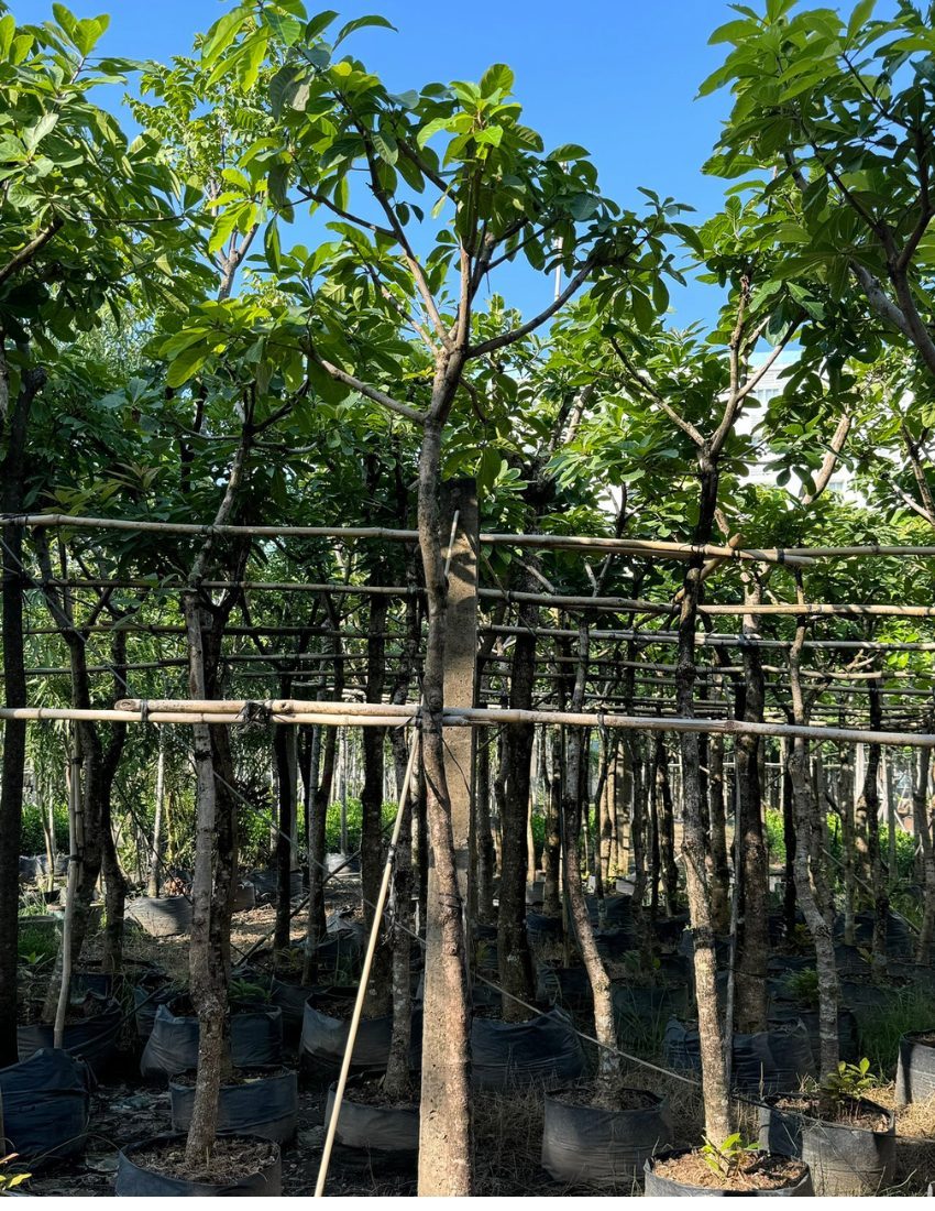 loc vung