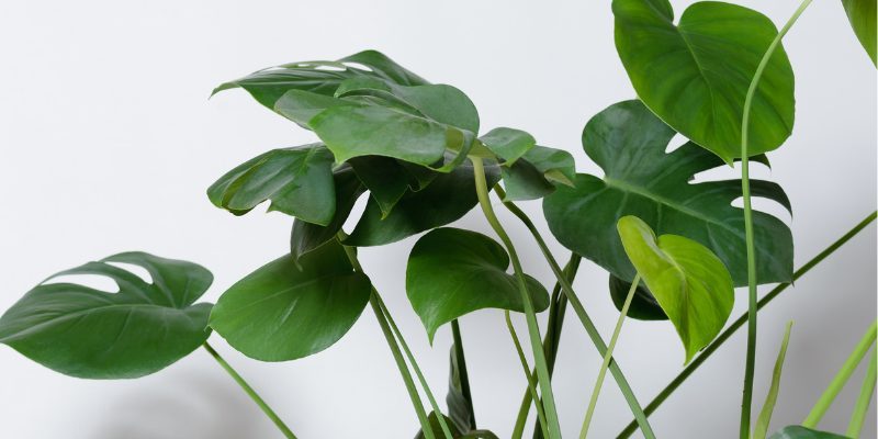 monstera 01