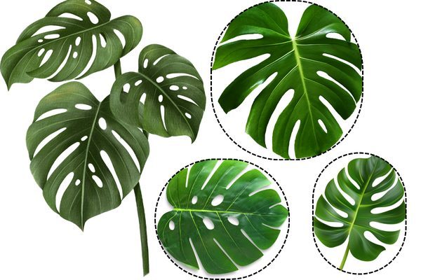 Trầu Bà Nam Mỹ, Monstera