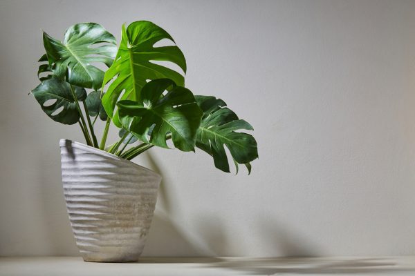 Trầu Bà Nam Mỹ, Monstera