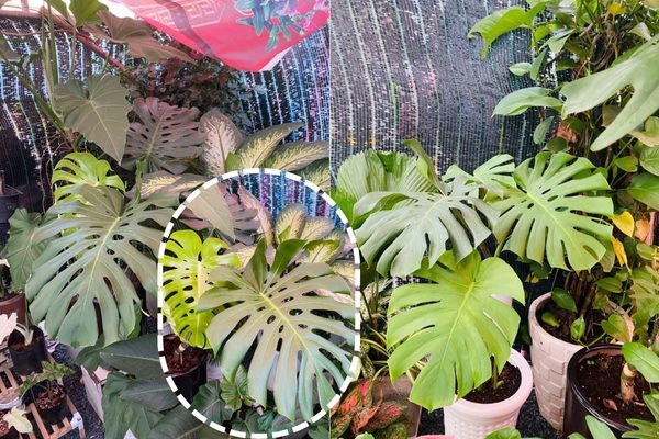 monstera 05