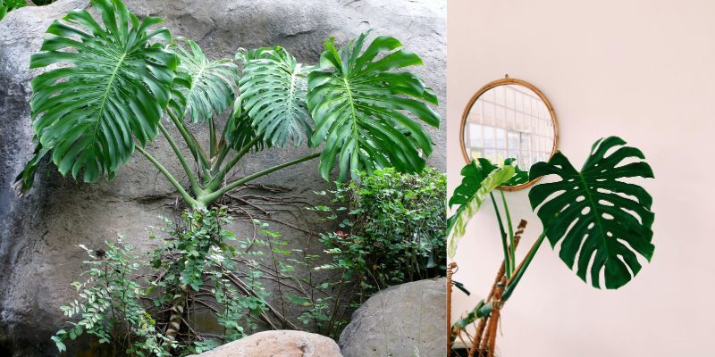 Trầu Bà Nam Mỹ, Monstera