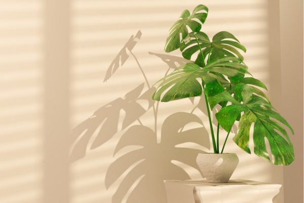monstera 07