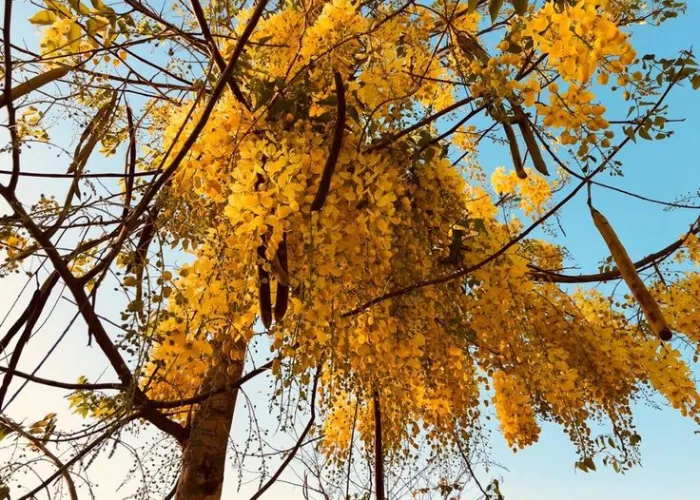 Mua Cây Osaka Vàng Ở Đâu? Gợi Ý Địa Chỉ Uy Tín Và Giá Hợp Lý