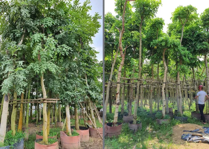 Mua Cây Osaka Vàng Ở Đâu? Gợi Ý Địa Chỉ Uy Tín Và Giá Hợp Lý