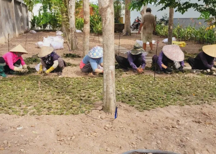  Mua Cỏ Lá Gừng Thái Tại Thủ Đức Và TP.HCM – Giao Hàng Nhanh